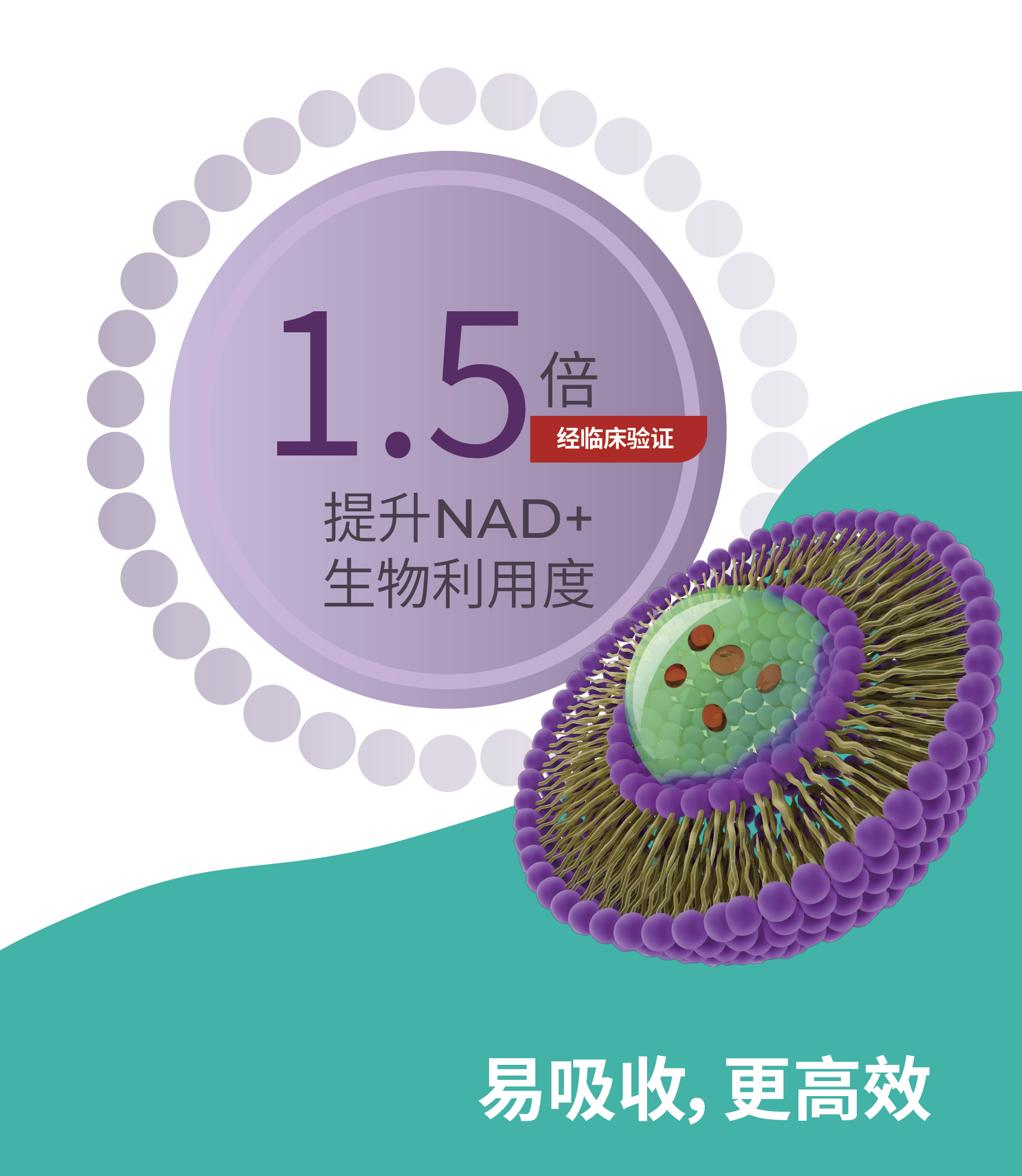 NAD+脂质体网页配图-01