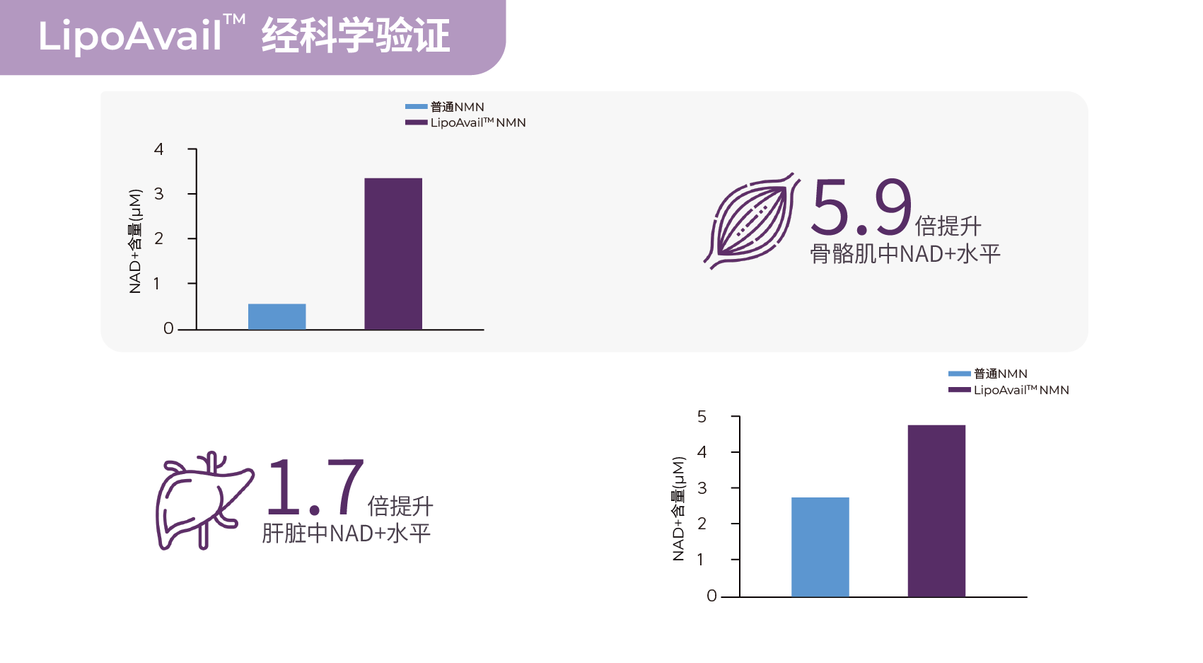 脂质体NMN，提升肝脏与骨骼肌NAD+水平