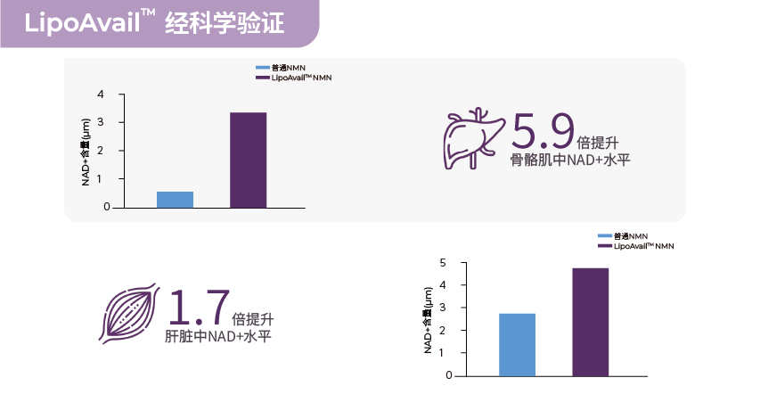 脂质体NMN，提升肝脏与骨骼肌NAD+水平